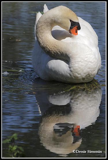 Cygne se toilettant